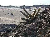 Galapagos 6-2-15 Bartolome Spatter Cone Lava Cactus As we hiked towards the top of the spatter cone, we passed lava cactus, found only in Galapagos. Growing in lava fields, small lava cactus grow in clumps measuring up to 60cm in height. The youngest growth is the yellow areas of the cactus, the yellow caused by a reflection of the sun hitting the plant. The spines on the lava cactus collect moisture when there is drizzle and fog.